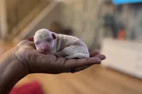 Sam, a male Poodle - Toy  for sale in East Hartford, CT – Photo 1 of 2