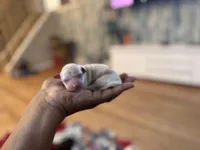 Sam, a male Poodle - Toy  for sale in East Hartford, CT – Photo 2 of 2