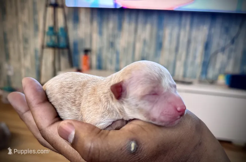 Hannah – Poodle - Toy  puppy for sale in East Hartford, CT