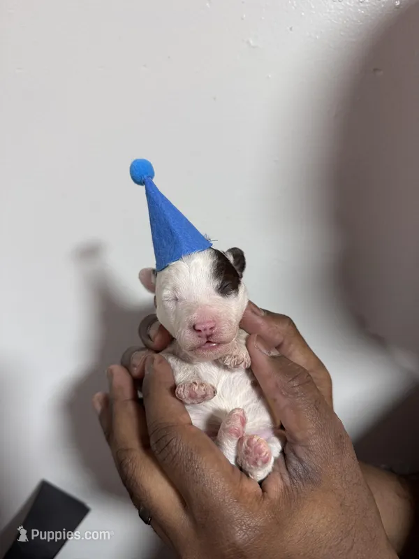 Scout – Poodle - Toy  puppy for sale in East Hartford, CT