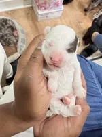 Scout, a male Poodle - Toy  for sale in East Hartford, CT – Photo 4 of 5