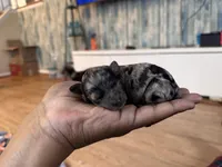 Dottie, a female Poodle - Miniature  for sale in East Hartford, CT – Photo 3 of 3