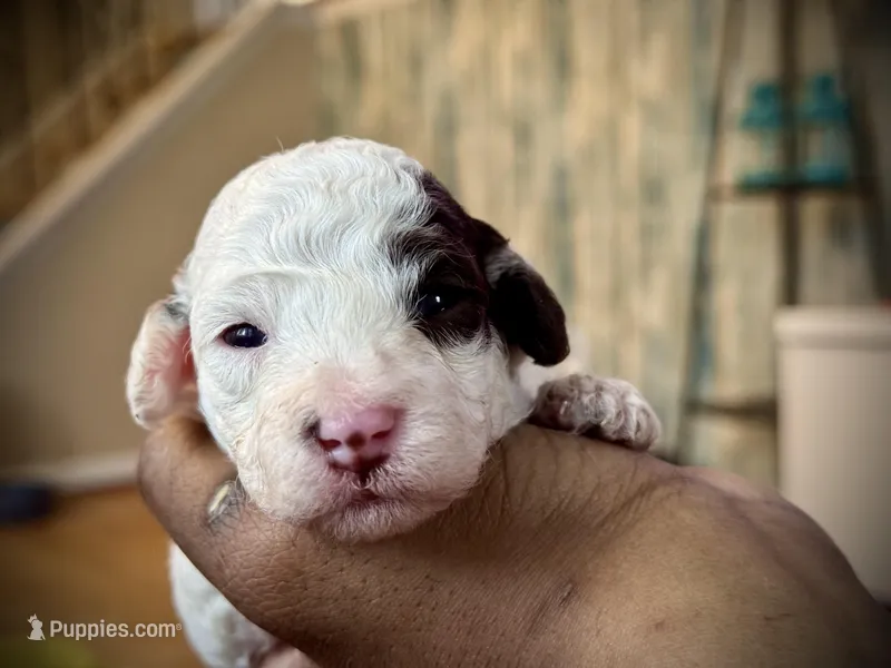 Scout – Poodle - Toy  puppy for sale in East Hartford, CT