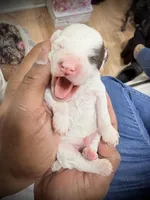 Scout, a male Poodle - Toy  for sale in East Hartford, CT – Photo 2 of 5