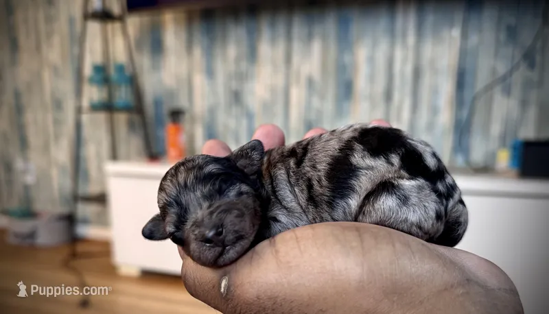 Dottie – Poodle - Miniature  puppy for sale in East Hartford, CT