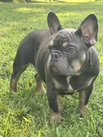 Marshall, a male French Bulldog for sale in Morley, MI – 2 of 2