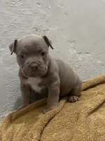 Blue Tri Color , a female American Bully for sale in Morley, MI – 2 of 6