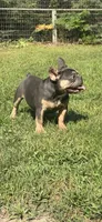 Lumi, a female French Bulldog for sale in Morley, MI – 2 of 2
