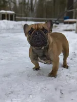 Ava, a female French Bulldog for sale in Morley, MI – Photo 2 of 3