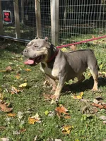 Blue Tri Color , a female American Bully for sale in Morley, MI – 6 of 6