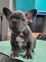 1 male available , a male French Bulldog for sale in Morley, MI – Photo 6 of 6