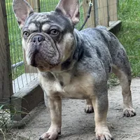 1 male available , a male French Bulldog for sale in Morley, MI – Photo 2 of 6