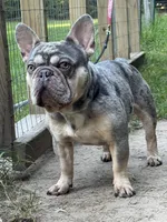 2 male available , a male French Bulldog for sale in Morley, MI – Photo 3 of 4