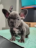 1 male available , a male French Bulldog for sale in Morley, MI – Photo 4 of 6