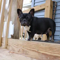 1 male available , a male French Bulldog for sale in Morley, MI – Photo 3 of 6