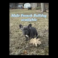 1 male available , a male French Bulldog for sale in Morley, MI – Photo 5 of 6