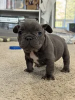 2 male available , a male French Bulldog for sale in Morley, MI – Photo 1 of 4