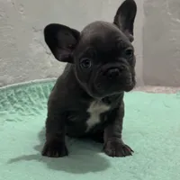 1 male available , a male French Bulldog for sale in Morley, MI – Photo 1 of 6