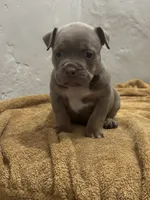 Blue Tri Color , a female American Bully for sale in Morley, MI – 4 of 6
