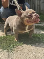 Blue Tri Color , a female American Bully for sale in Morley, MI – 5 of 6