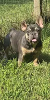 Lumi, a female French Bulldog for sale in Morley, MI – 1 of 2