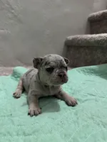 3 Females merle, a female French Bulldog for sale in Morley, MI – Photo 4 of 6