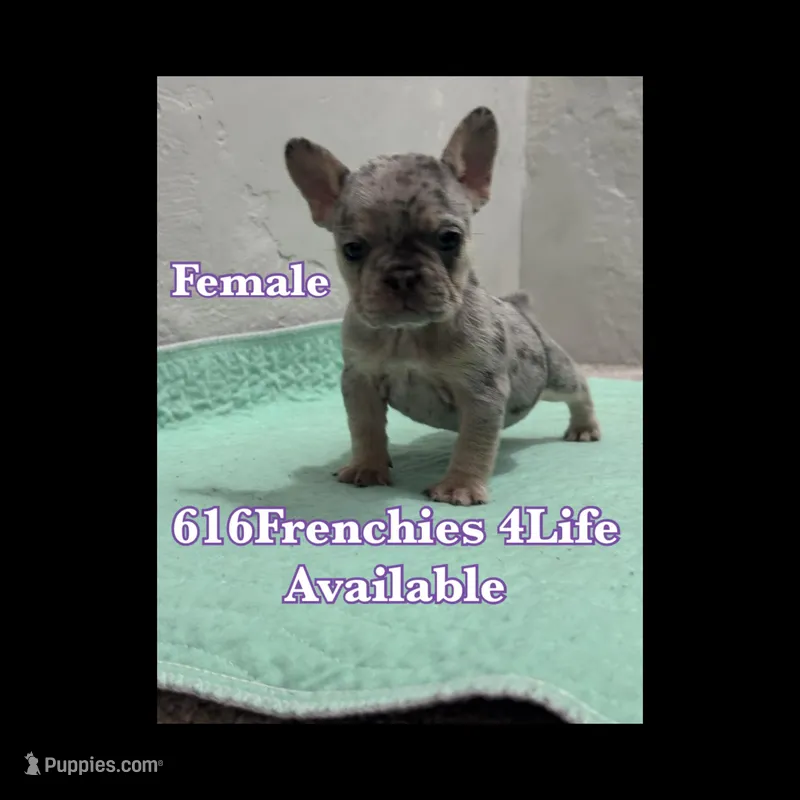 3 Females merle – French Bulldog puppy for sale in Morley, MI