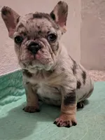 2 Females merle, a female French Bulldog for sale in Morley, MI – Photo 3 of 6