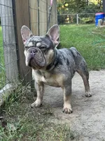 2 Females merle, a female French Bulldog for sale in Morley, MI – Photo 5 of 6
