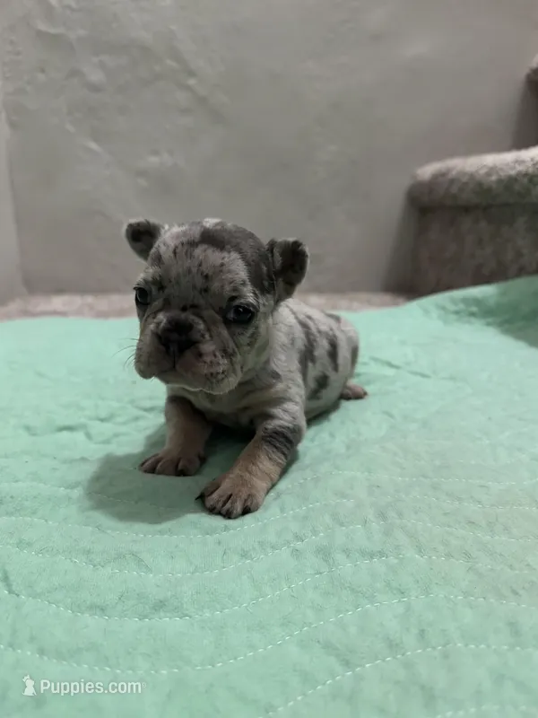 3 Females merle, a female French Bulldog for sale in Morley, MI – Photo 1 of 6