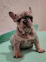 2 Females merle, a female French Bulldog for sale in Morley, MI – Photo 4 of 6