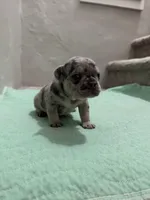 3 Females merle, a female French Bulldog for sale in Morley, MI – Photo 3 of 6