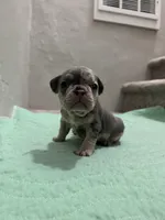 3 Females merle, a female French Bulldog for sale in Morley, MI – Photo 2 of 6