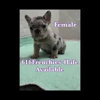 2 Females merle, a female French Bulldog for sale in Morley, MI – Photo 2 of 6