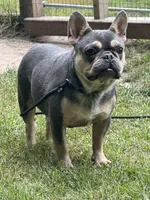 2 Females merle, a female French Bulldog for sale in Morley, MI – Photo 6 of 6