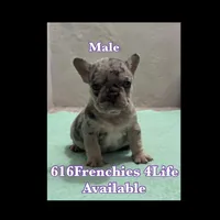 One male Merle puppy, a male French Bulldog for sale in Morley, MI – Photo 3 of 5