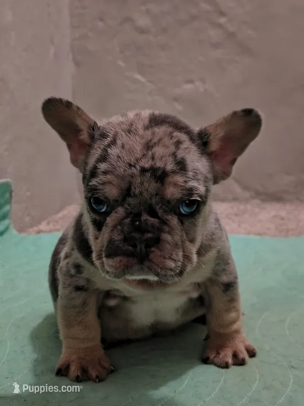 One male Merle puppy – French Bulldog puppy for sale in Morley, MI