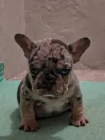 One male Merle puppy, a male French Bulldog for sale in Morley, MI – Photo 1 of 5