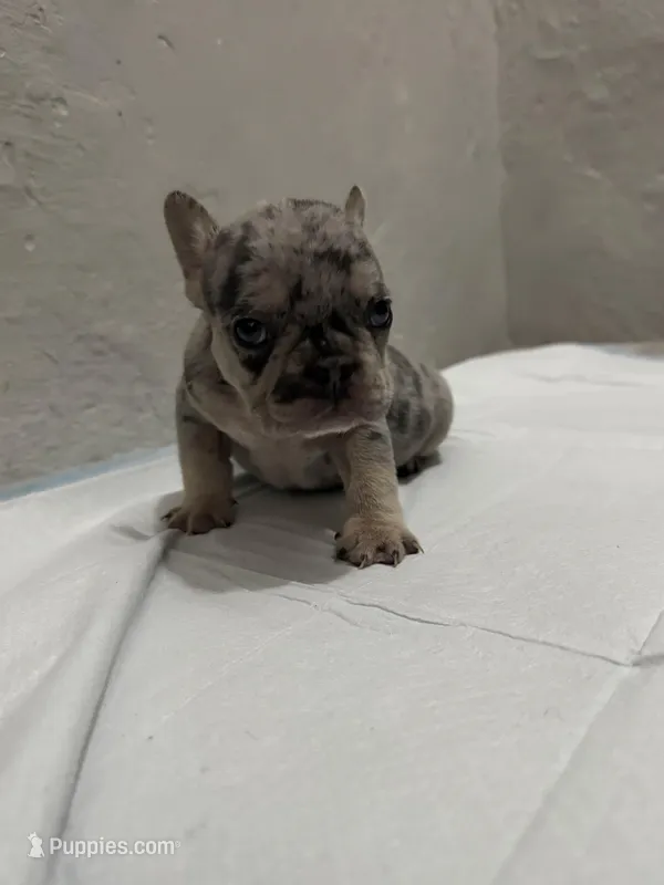 One male Merle puppy – French Bulldog puppy for sale in Morley, MI
