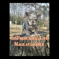 One male Merle puppy, a male French Bulldog for sale in Morley, MI – Photo 2 of 5