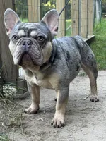 One male Merle puppy, a male French Bulldog for sale in Morley, MI – Photo 4 of 5
