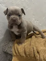 Blue Tri Color , a female American Bully for sale in Morley, MI – 3 of 6