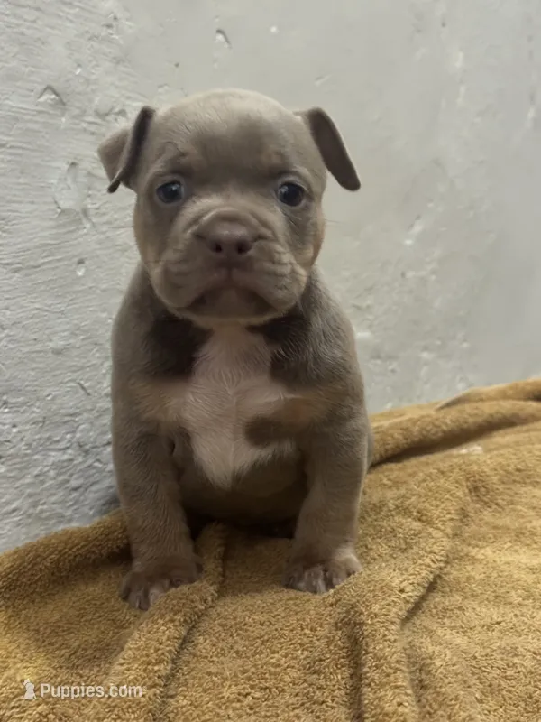 Blue Tri Color  – American Bully puppy for sale in Morley, MI
