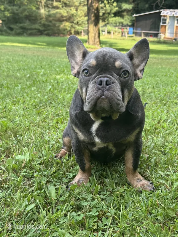 Marshall – French Bulldog puppy for sale in Morley, MI