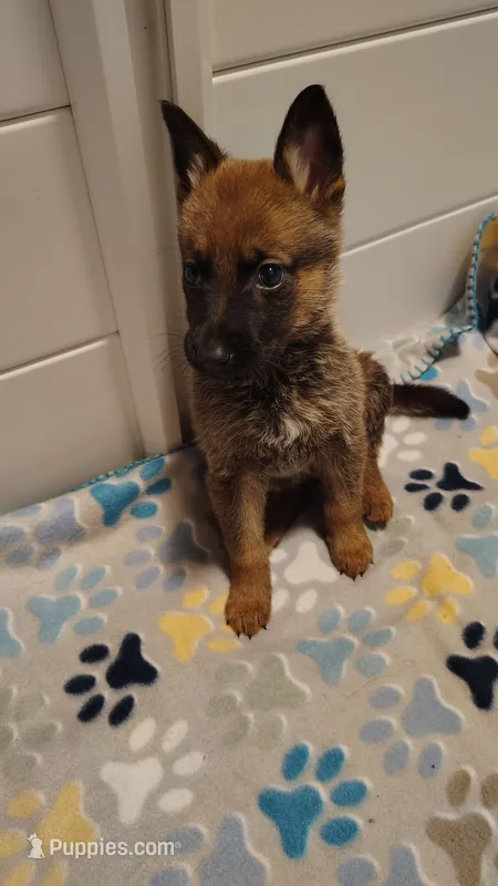 Boy 1 – Belgian Malinois, German Shepherd Dog puppy for sale in West Palm Beach, FL