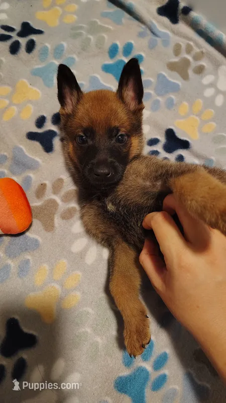 Boy 4 Blue – Belgian Malinois, German Shepherd Dog puppy for sale in West Palm Beach, FL