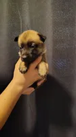 Girl White, a female Belgian Malinois and German Shepherd Dog for sale in West Palm Beach, FL – 2 of 2