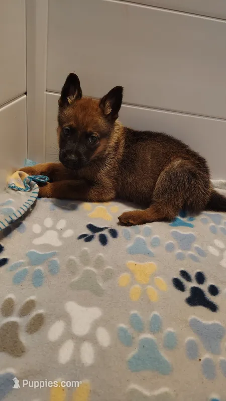 Girl 2 Pink – Belgian Malinois, German Shepherd Dog puppy for sale in West Palm Beach, FL