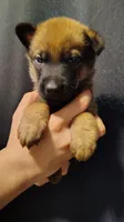 Boy 4 Blue, a male Belgian Malinois and German Shepherd Dog for sale in West Palm Beach, FL – 2 of 2
