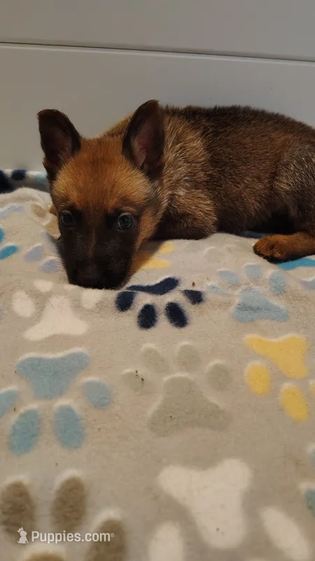 Red – Belgian Malinois, German Shepherd Dog puppy for sale in West Palm Beach, FL